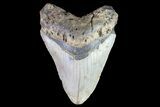 Bargain, Megalodon Tooth - North Carolina #83914-1
